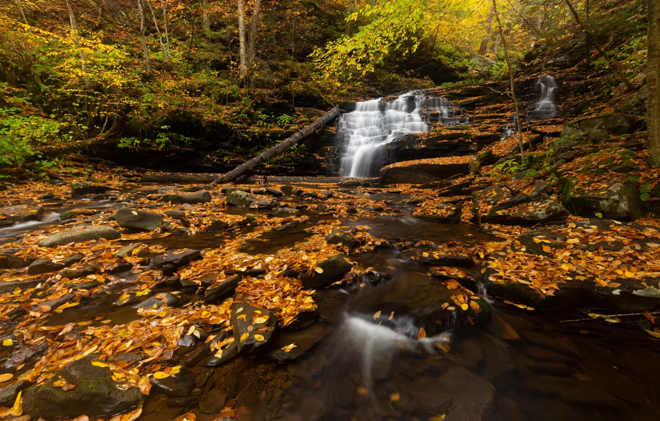 Photo wallpaper autumn, forest, foliage, waterfall