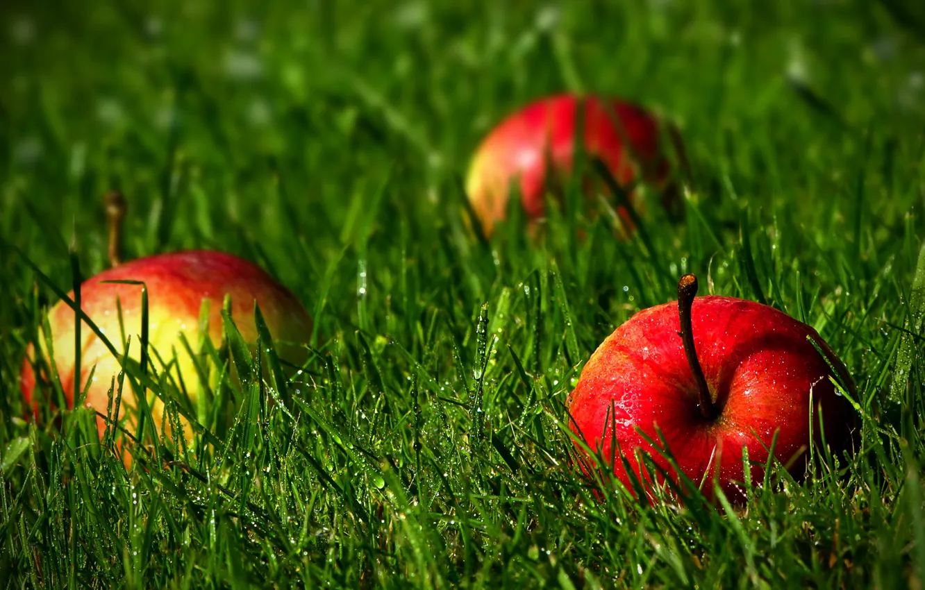 Photo wallpaper grass, nature, apples
