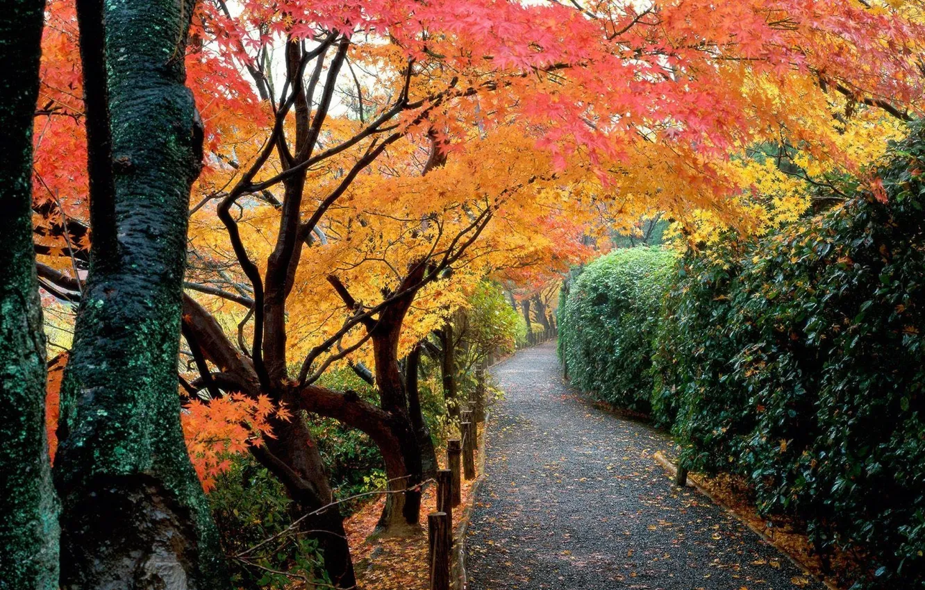 Photo wallpaper autumn, leaves, trees, Park, Japan, garden, track, the bushes