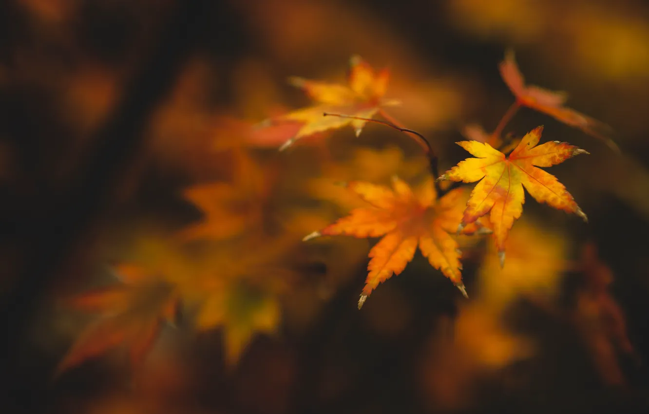 Photo wallpaper Autumn, Yellow, Forest, Branch, Leaflet