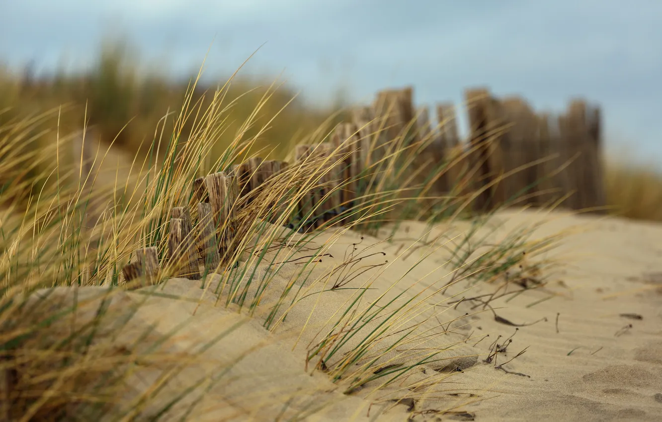Photo wallpaper sand, beach, grass