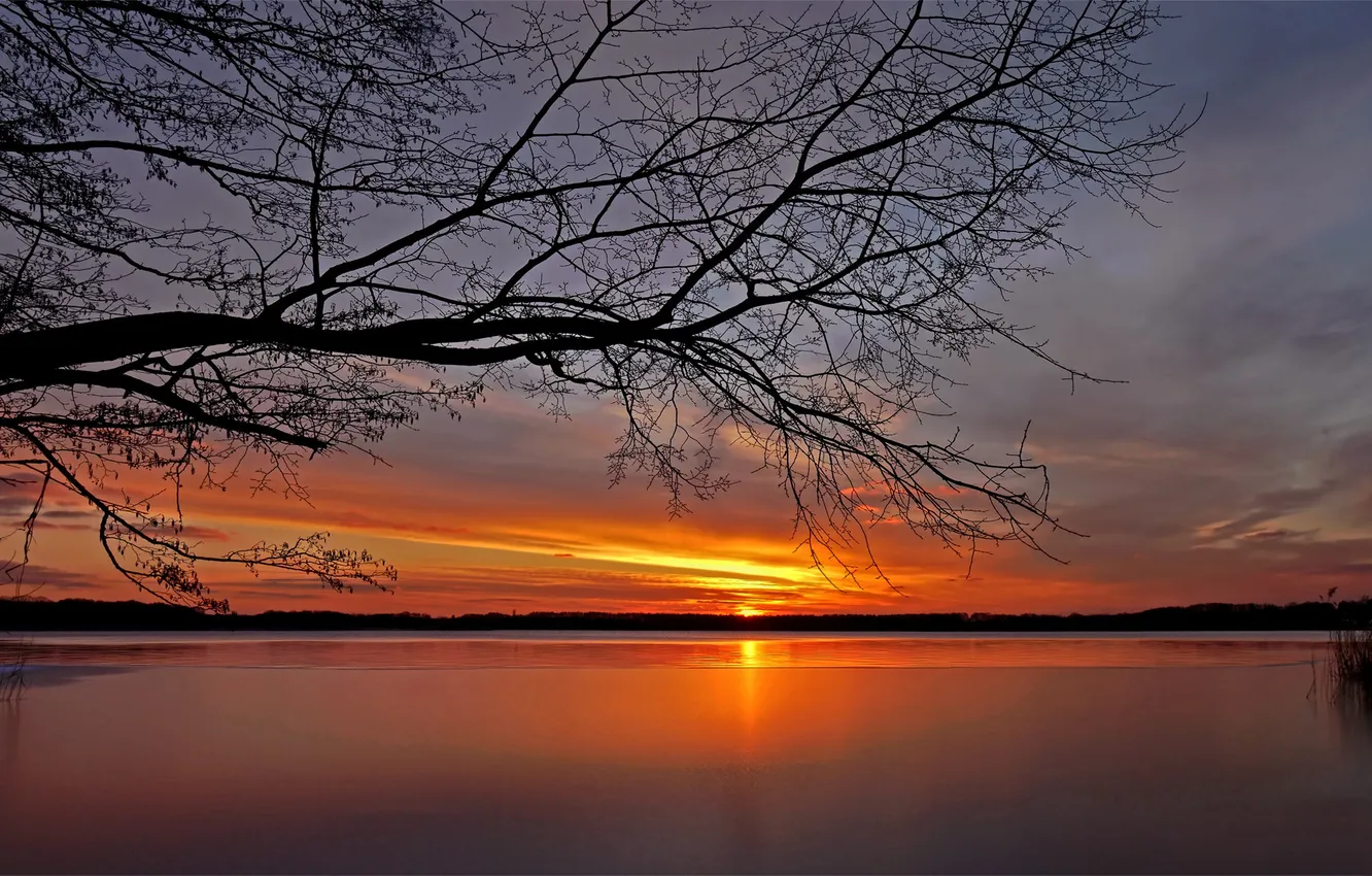 Photo wallpaper the sky, trees, sunset, branches, lake, dal, horizon, pond