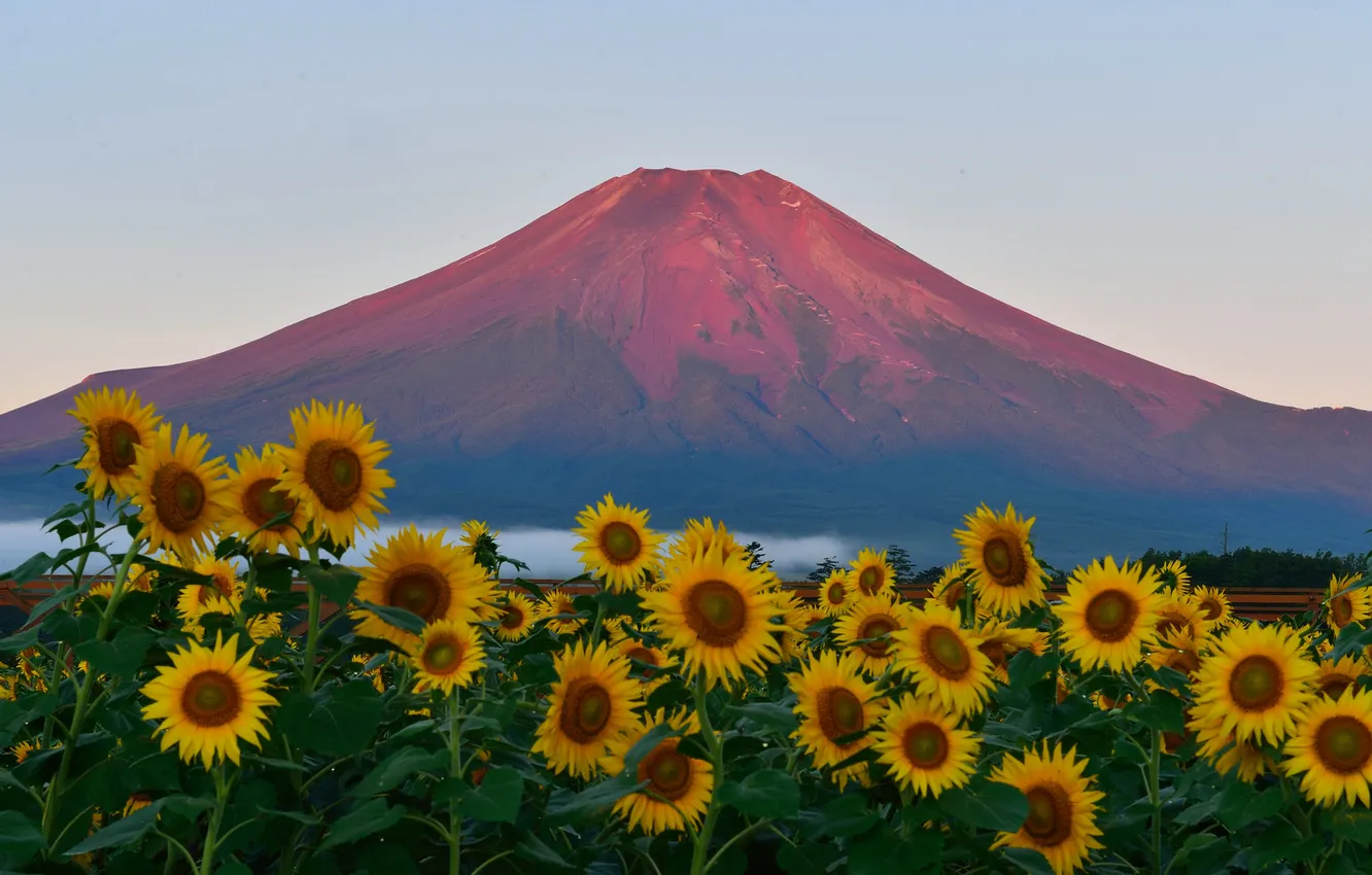 Photo wallpaper field, the sky, sunflowers, sunset, Japan, mount Fuji