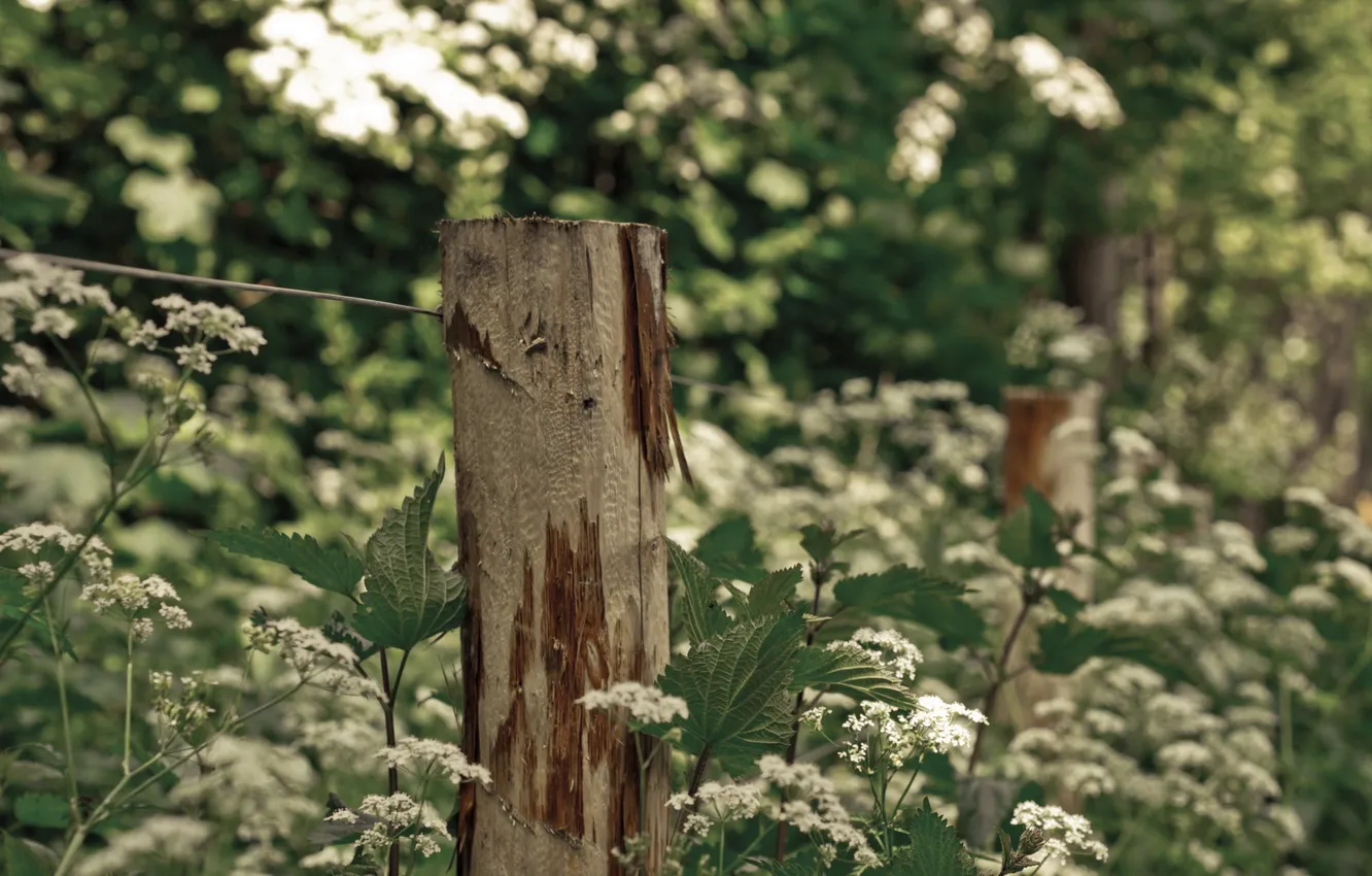 Photo wallpaper grass, macro, the fence