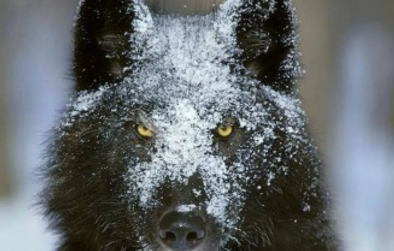 Photo wallpaper Predator, nature, animal, wolf, wildlife, portrait, Black Wolf, portrait.