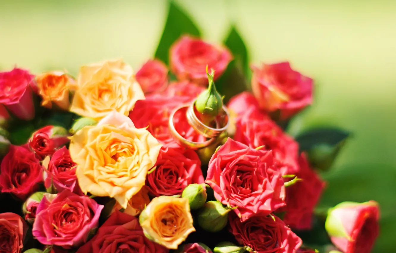 Photo wallpaper flowers, yellow, red, roses, red, rose, yellow, flowers