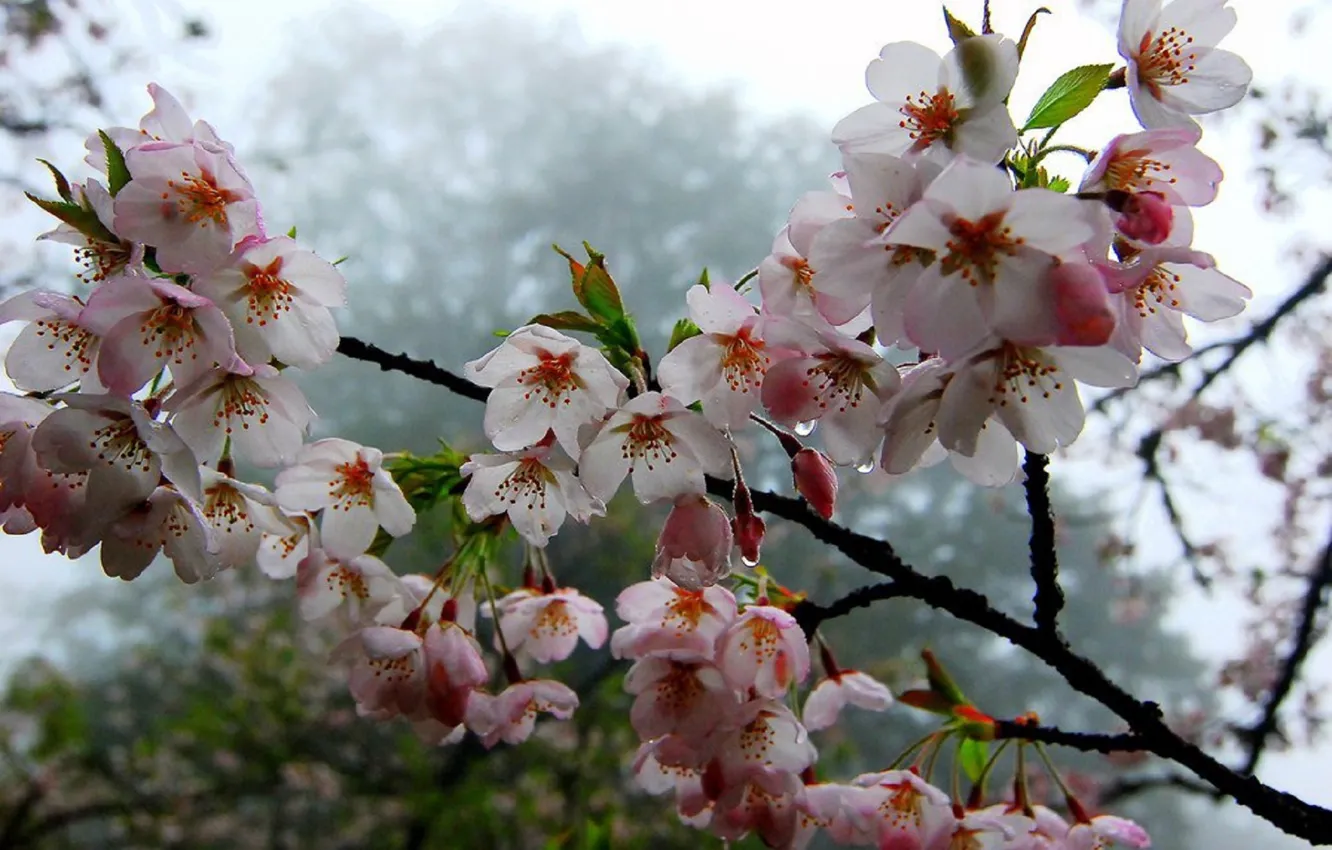 Photo wallpaper summer, trees, beautiful, blooms