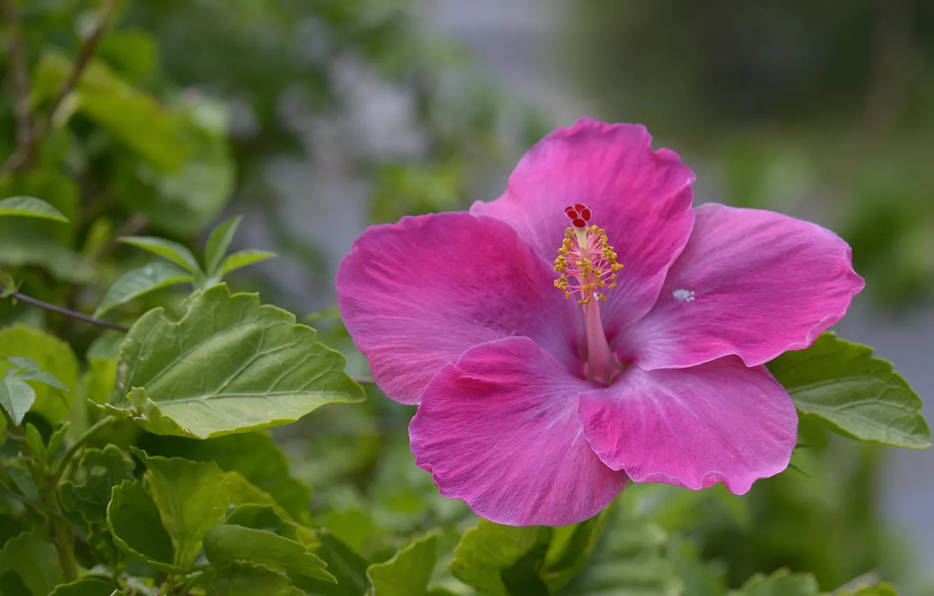 Photo wallpaper macro, hibiscus, Chinese rose