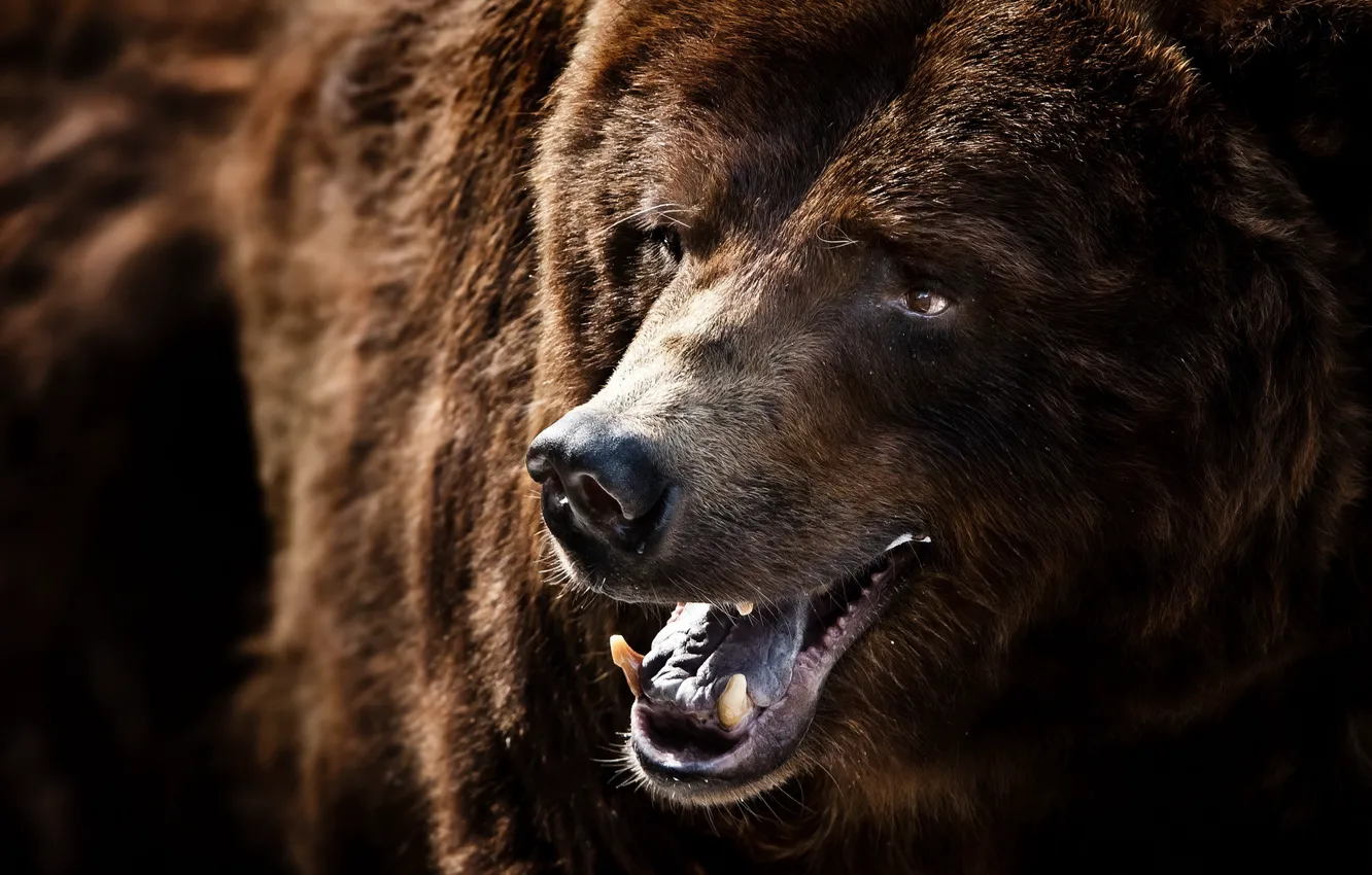 Photo wallpaper macro, nature, Grizzly Bear