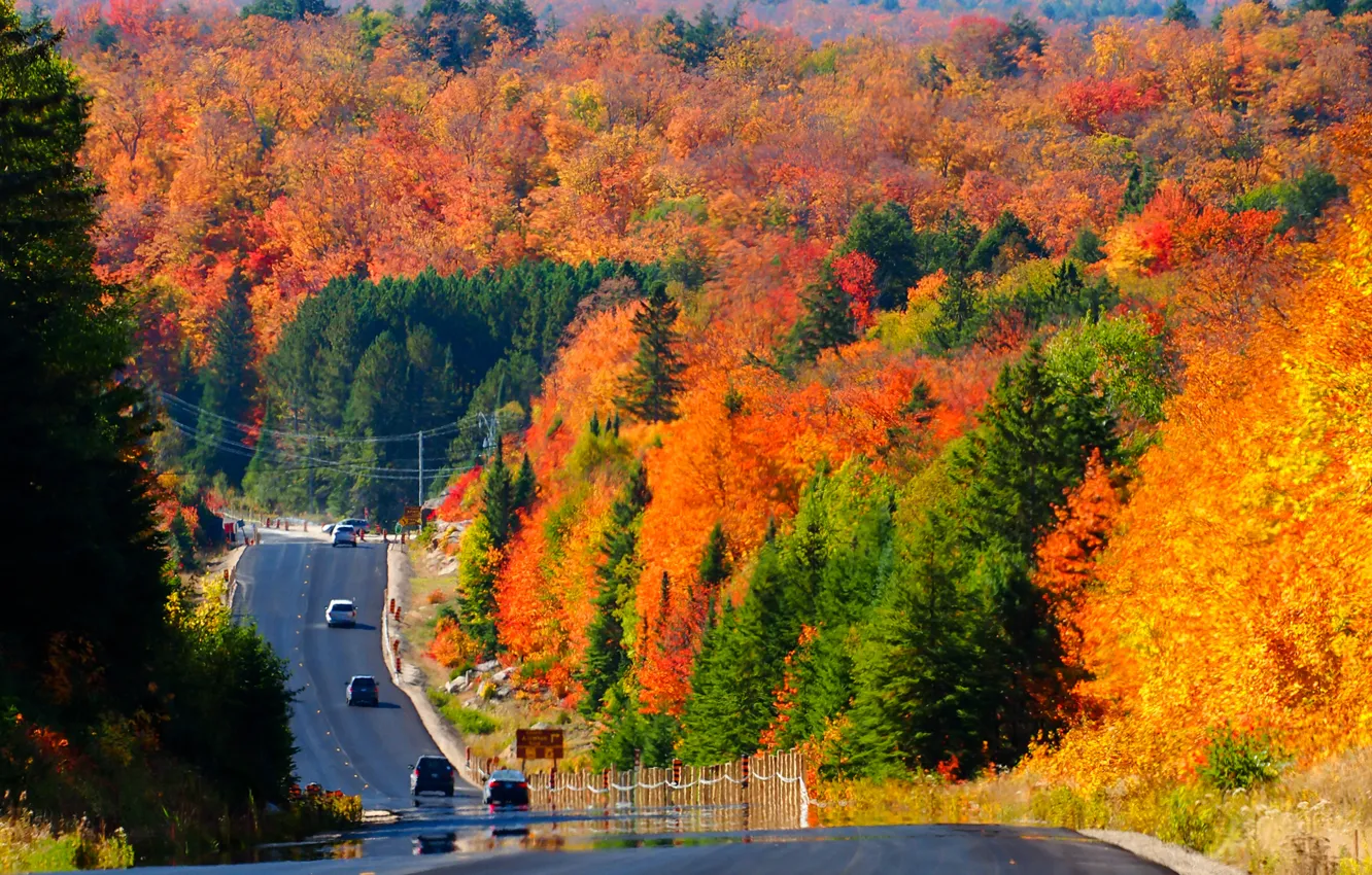 Photo wallpaper hills, road, trees, car, Canada, autumn, forest
