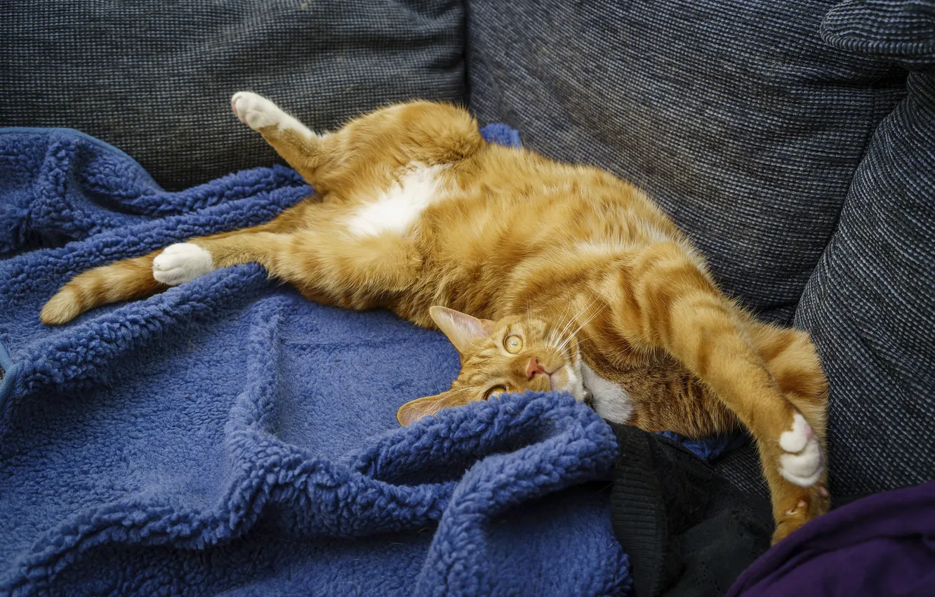 Photo wallpaper cat, cat, look, pose, sofa, stay, legs, lies