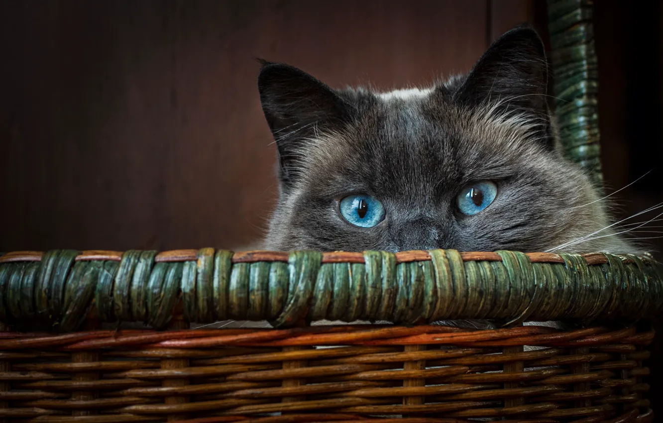 Photo wallpaper cat, cat, look, basket, muzzle, blue eyes, cat