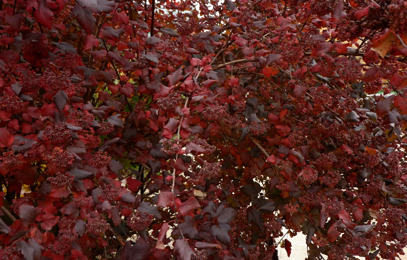 Photo wallpaper autumn, red, Bush, fire, red Bush