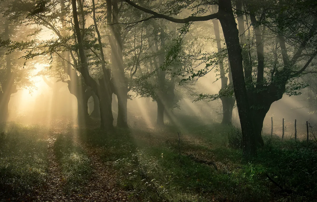 Photo wallpaper forest, grass, the sun, light, trees, branches, fog, Park