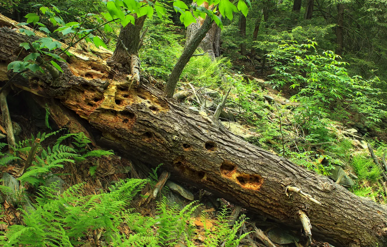 Photo wallpaper forest, trees, branches