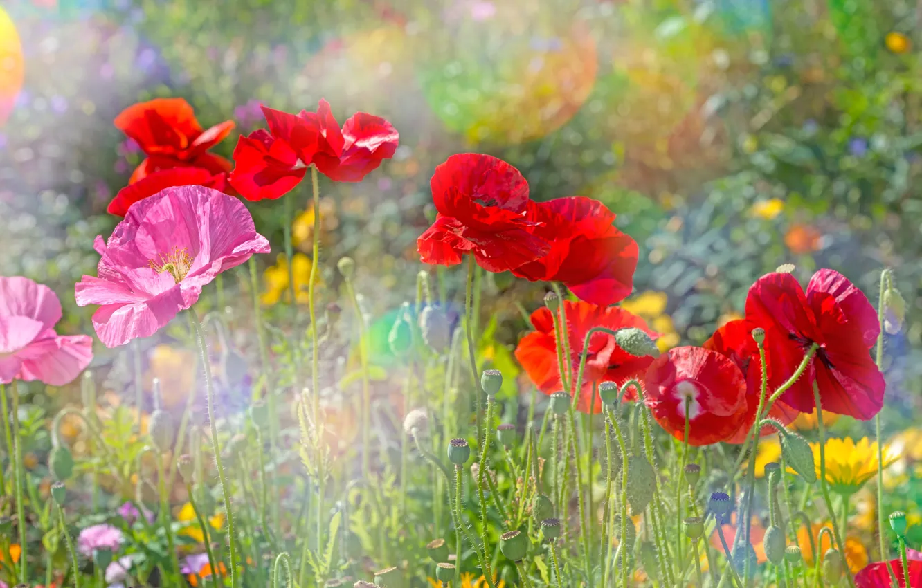 Photo wallpaper summer, the sun, flowers, glare, Maki, bokeh