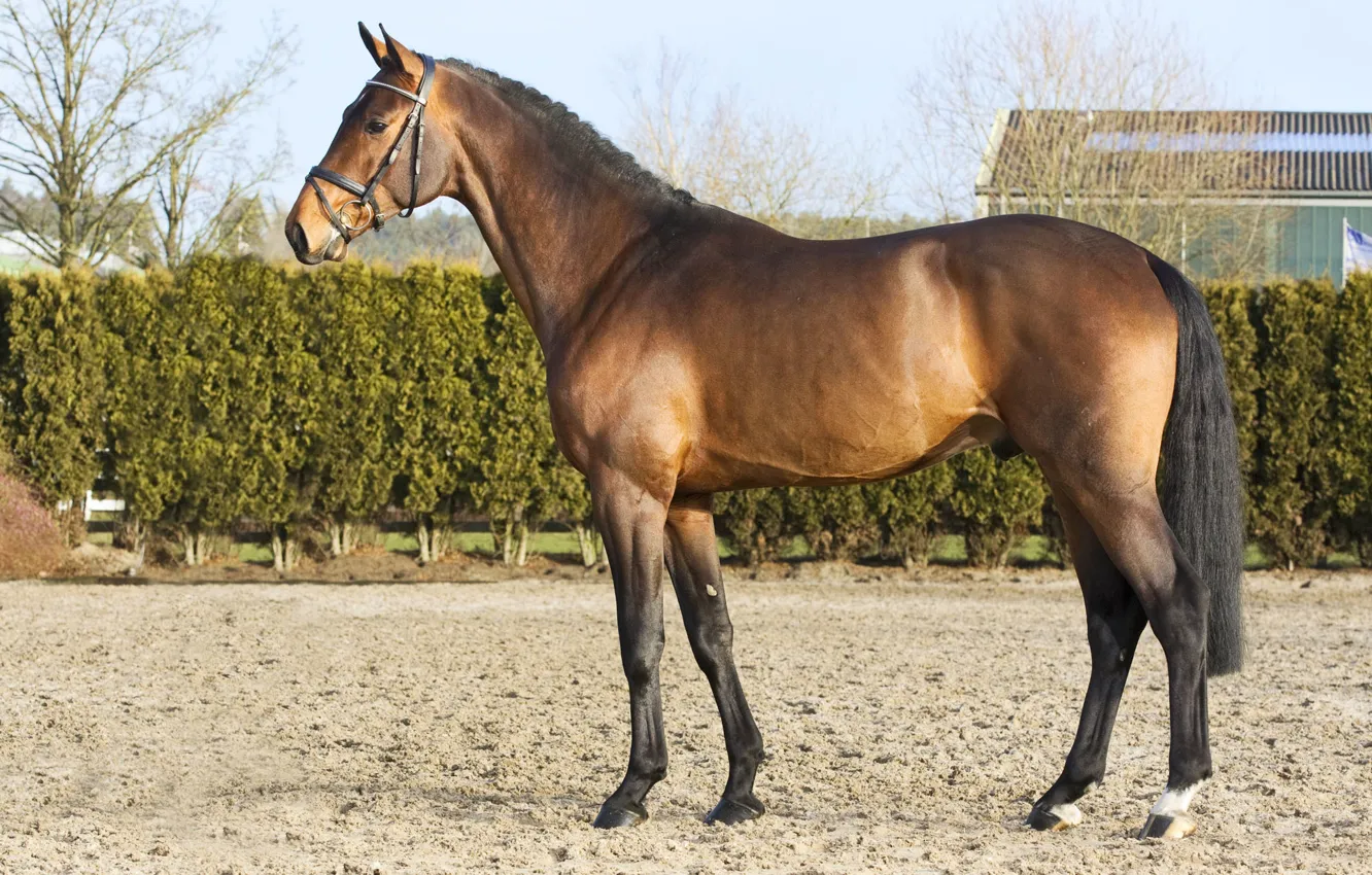 Photo wallpaper horse, horse, stallion, handsome, chestnut, horse, stallion