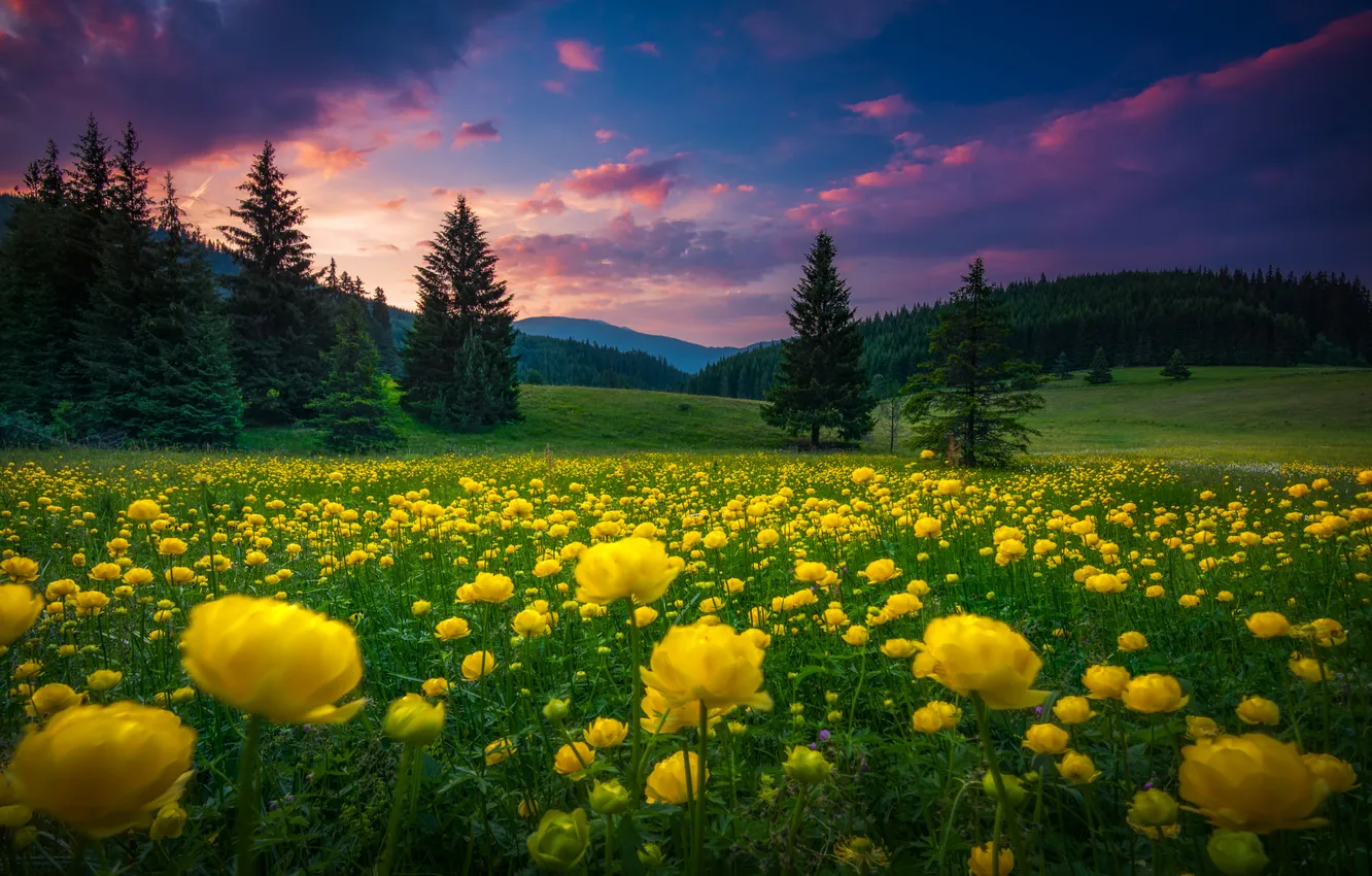 Photo wallpaper trees, sunset, flowers, meadow, space, the beauty of nature, Picturesque Landscape, Mariyana Atanasova - Lucero