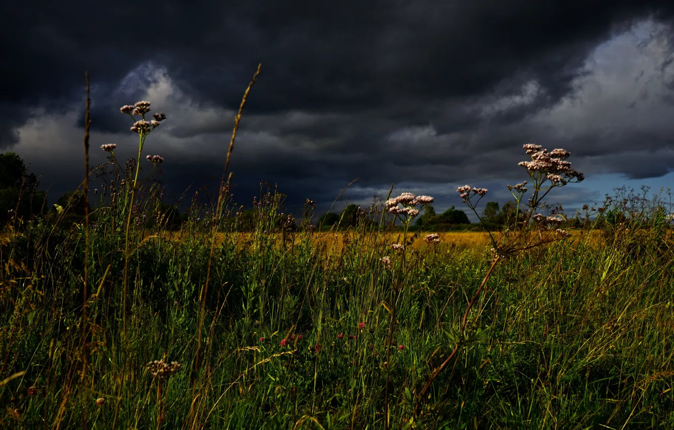Photo wallpaper the sky, grass, clouds, meadow, stormy sky, Helichrysum