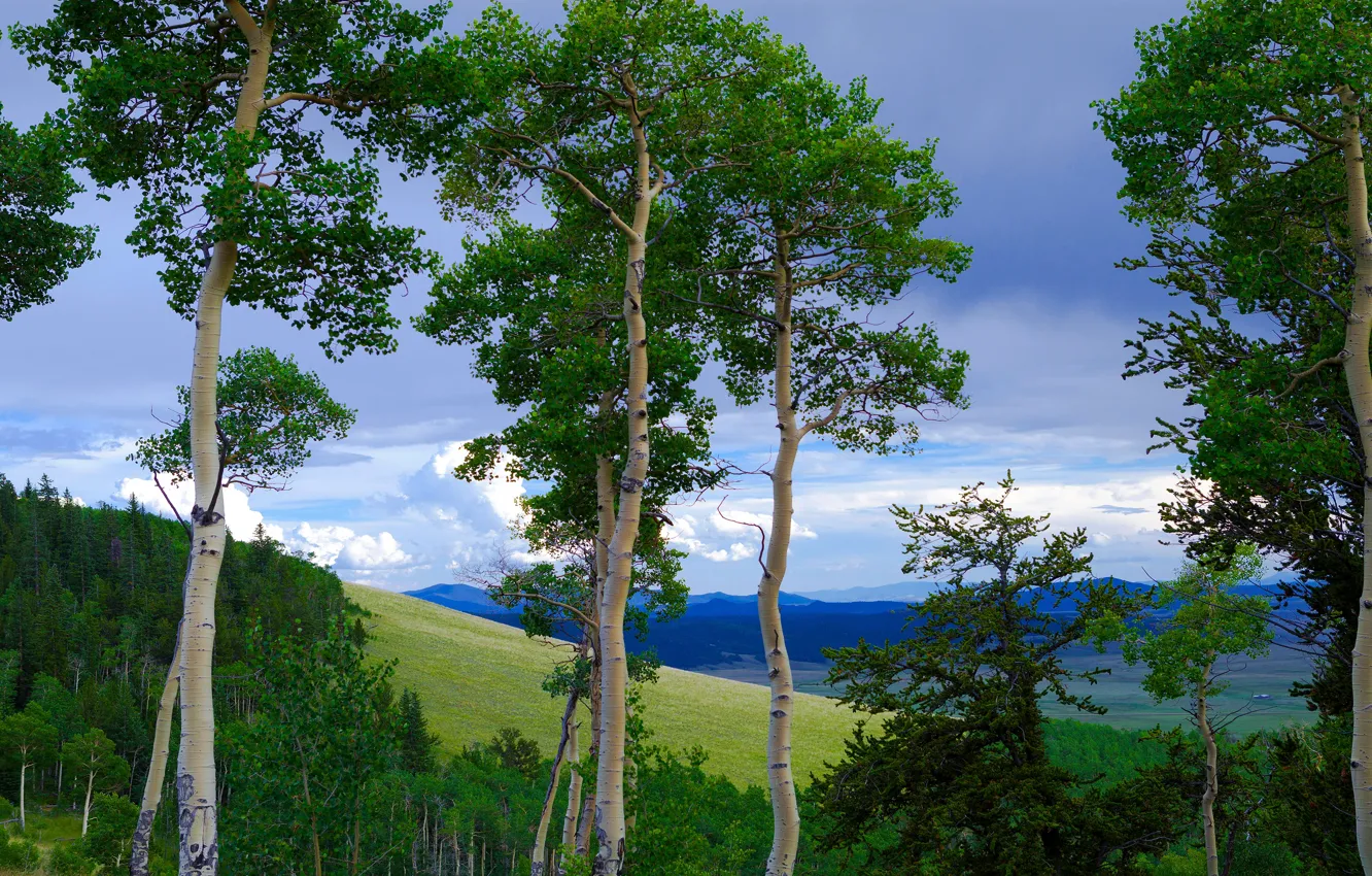 Photo wallpaper the sky, clouds, trees, mountains, slope, aspen