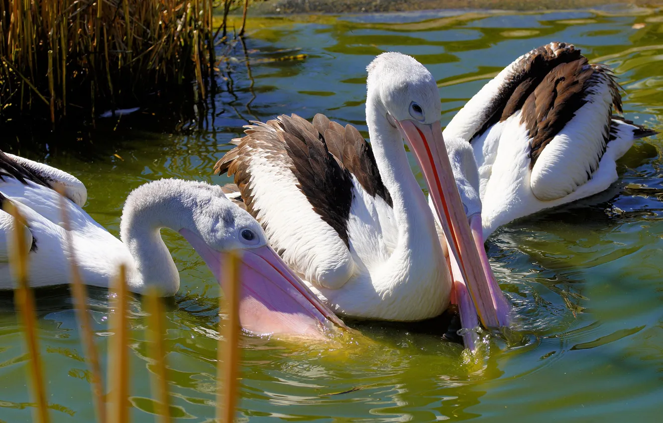 Photo wallpaper grass, water, pond, bird, beak, three, pond, swimming