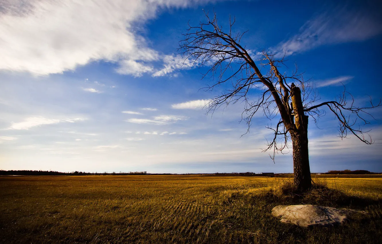 Photo wallpaper field, the sky, clouds, trees
