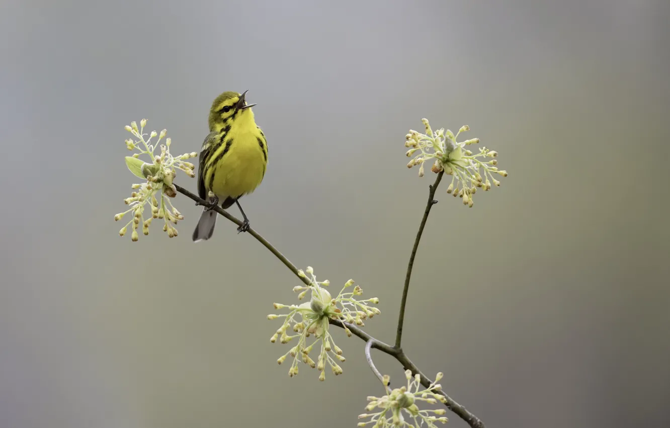 Photo wallpaper nature, bird, spring, Prairie Warbler