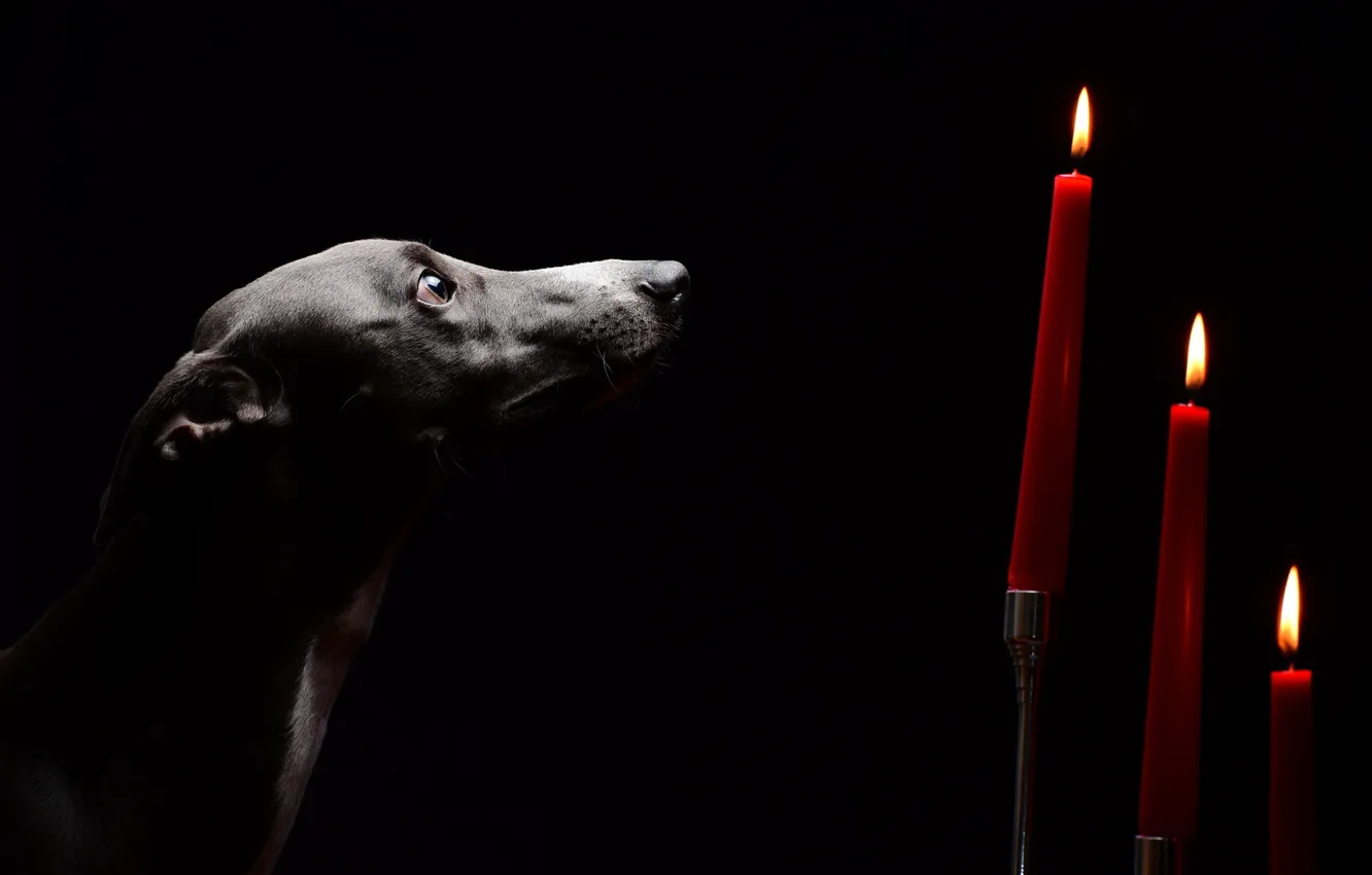 Photo wallpaper look, dog, candles