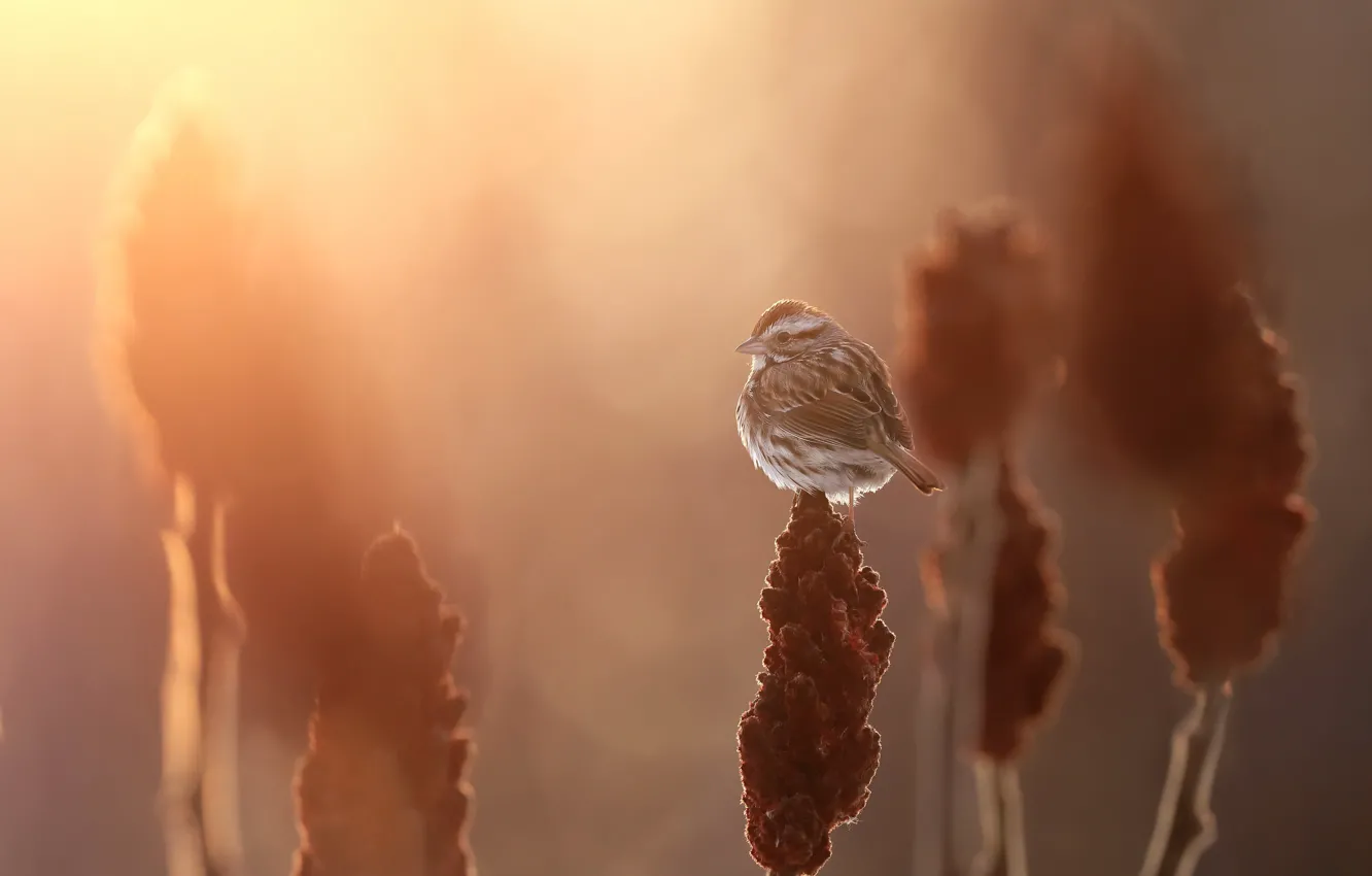 Photo wallpaper Song sparrow, Melospiza melodia, Song sparrow