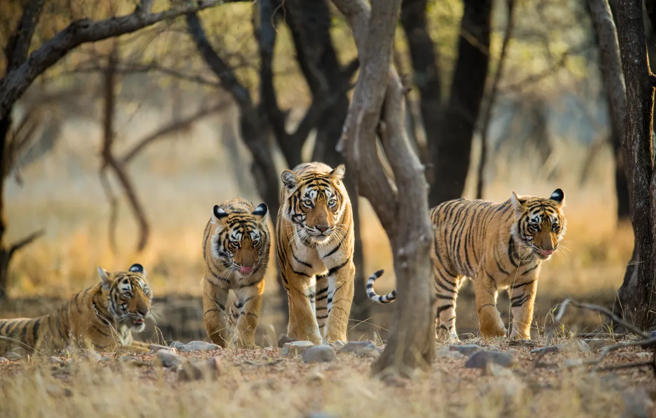 Photo wallpaper look, trees, nature, tiger, walk, family