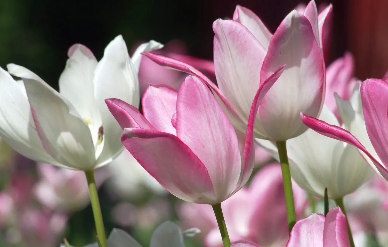 Photo wallpaper macro, spring, tulips, buds, pink and white