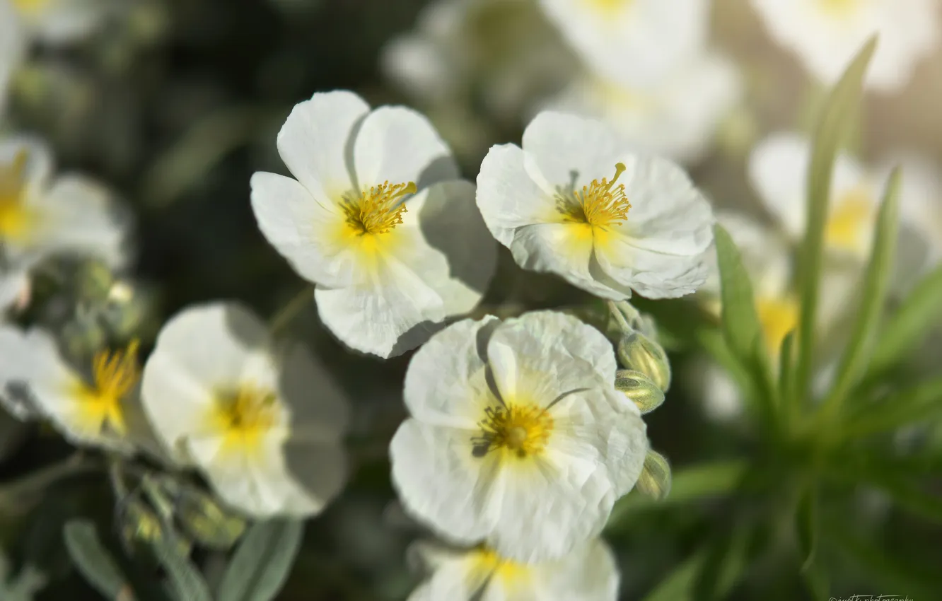 Photo wallpaper flowers, meadow, wild flowers