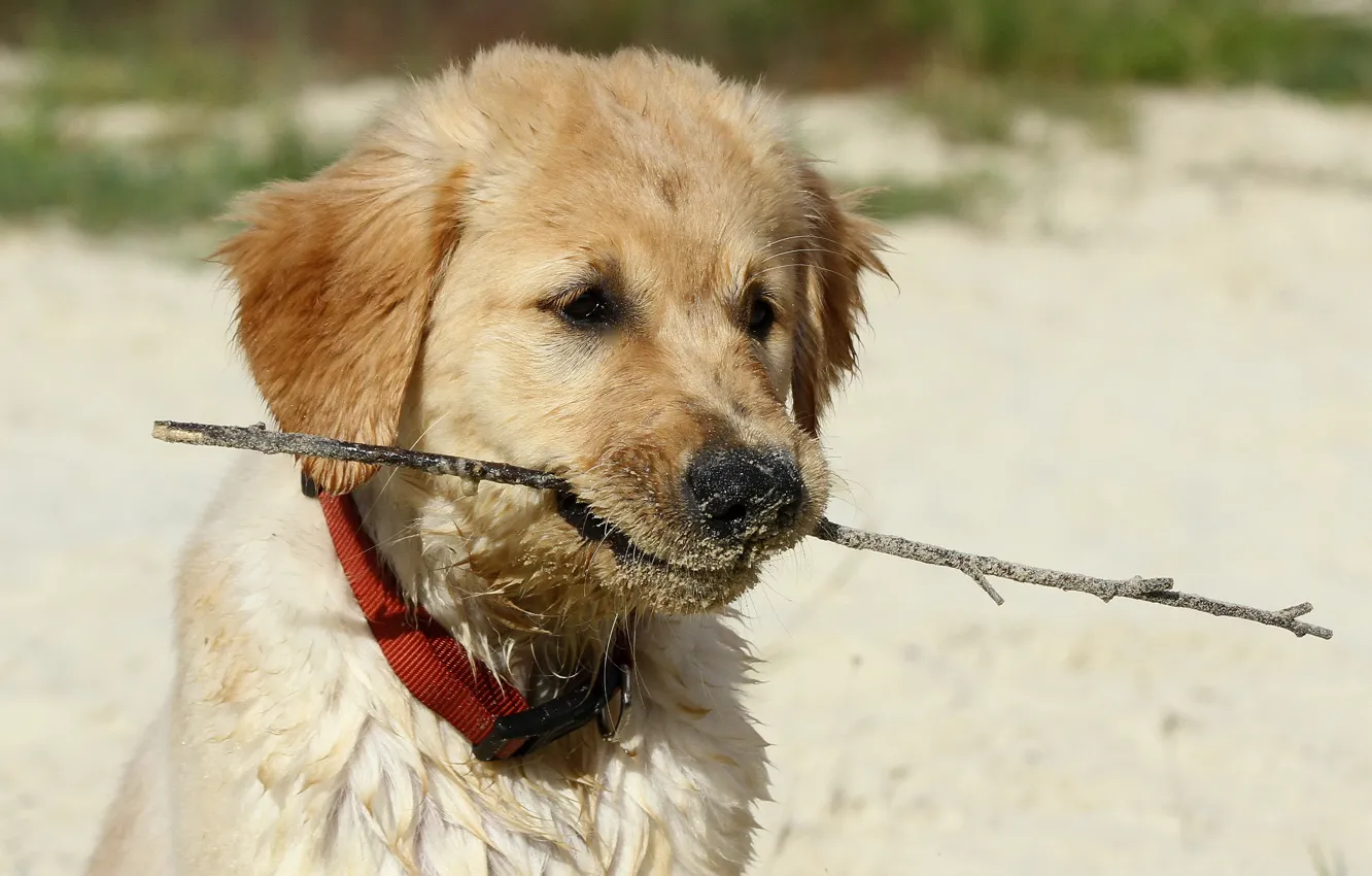 Photo wallpaper sand, look, sprig, dog, nose