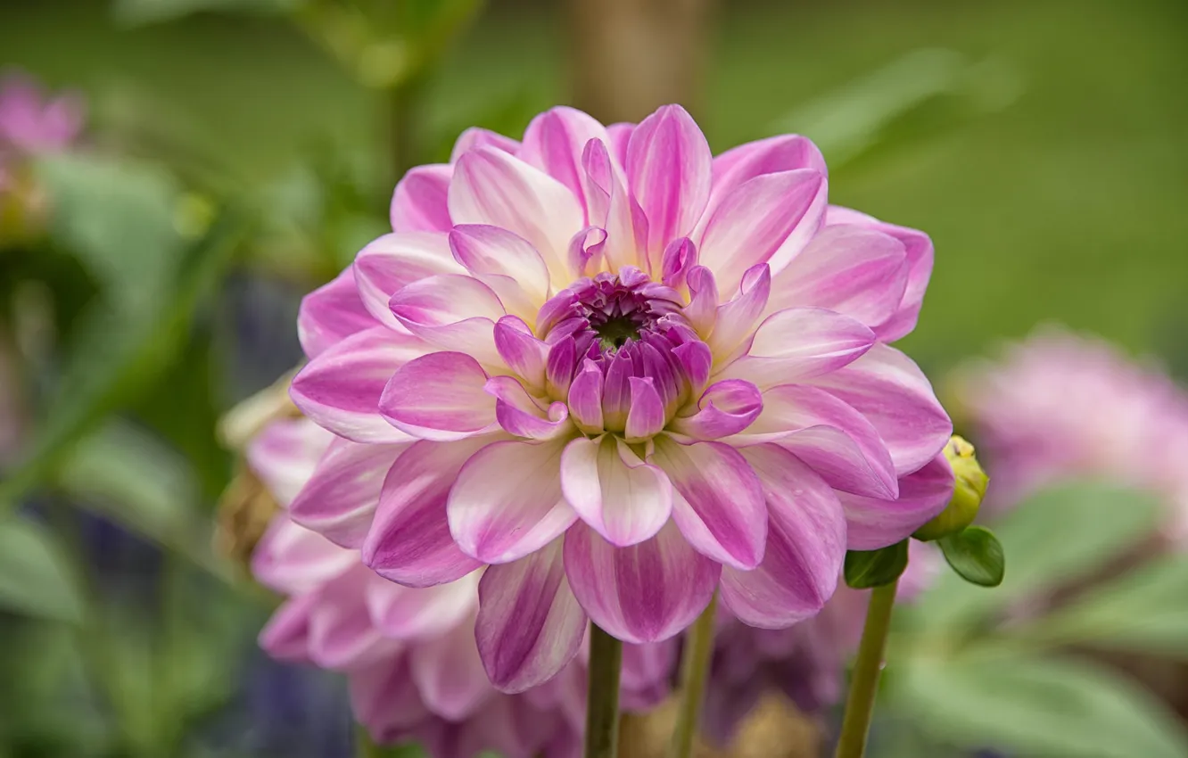 Photo wallpaper flowers, petals, pink, flowering, dahlias