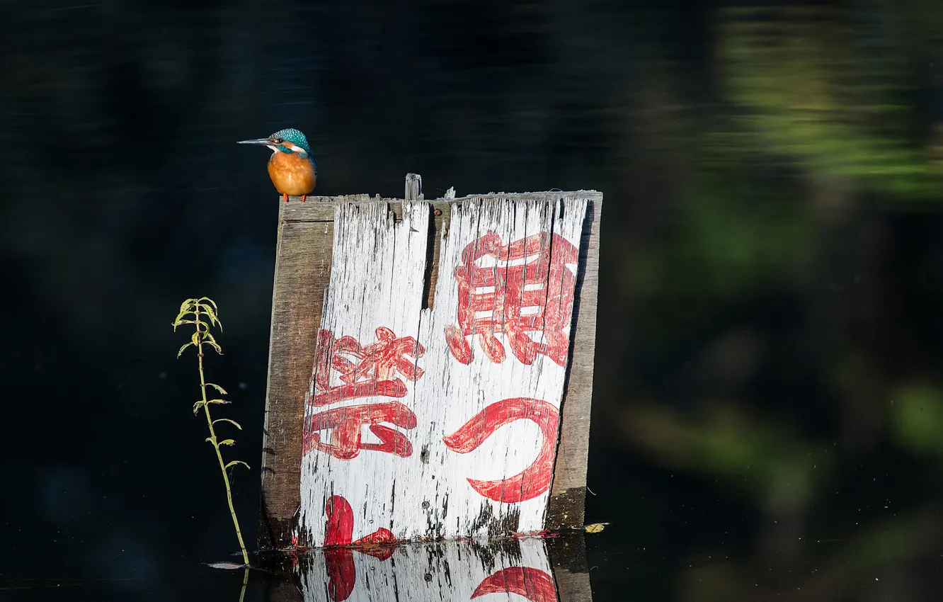 Photo wallpaper lake, pond, bird, Board, plant, characters, Kingfisher, Ben Torode