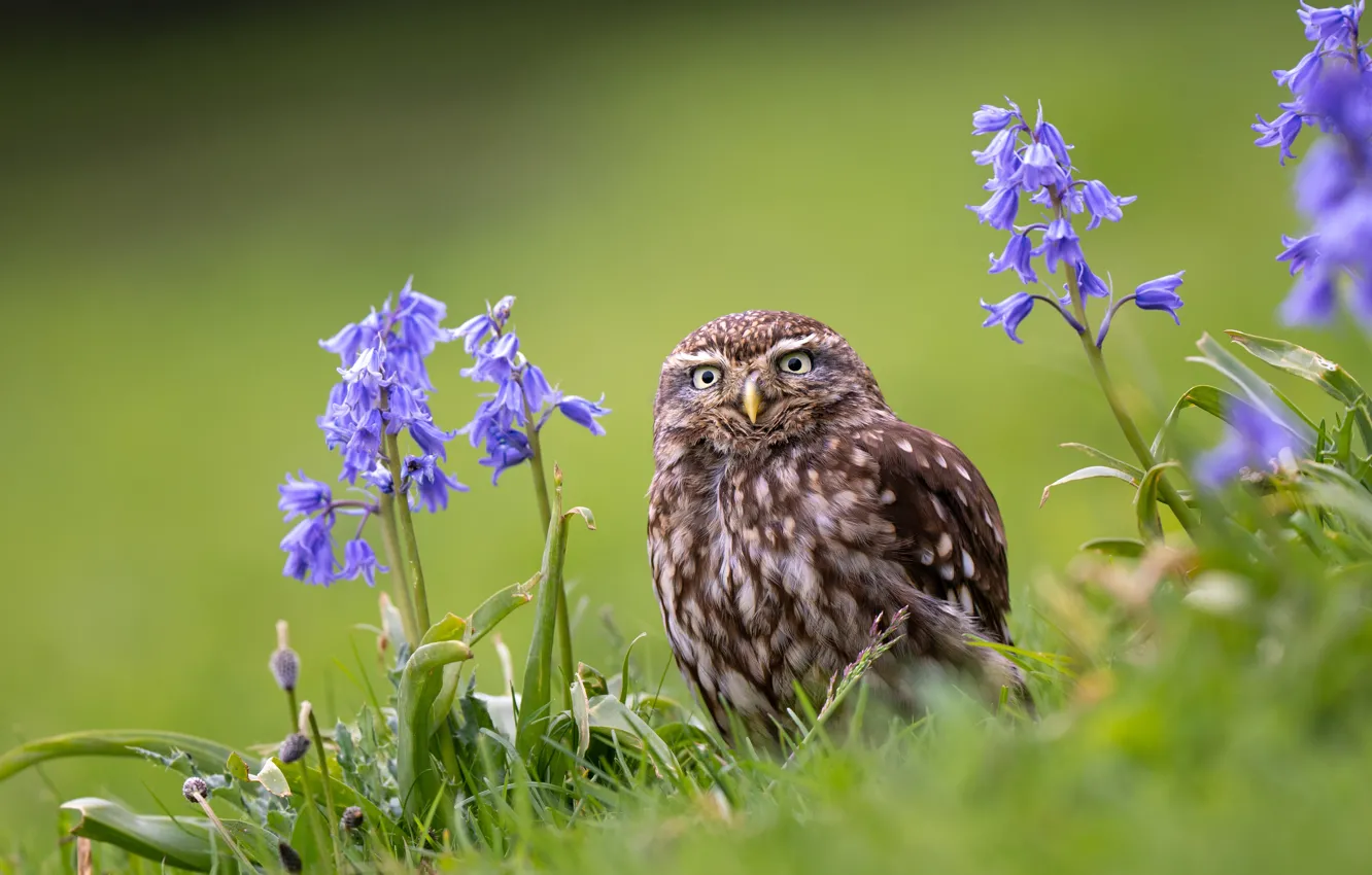 Photo wallpaper flowers, owl, bird, bells, The little owl