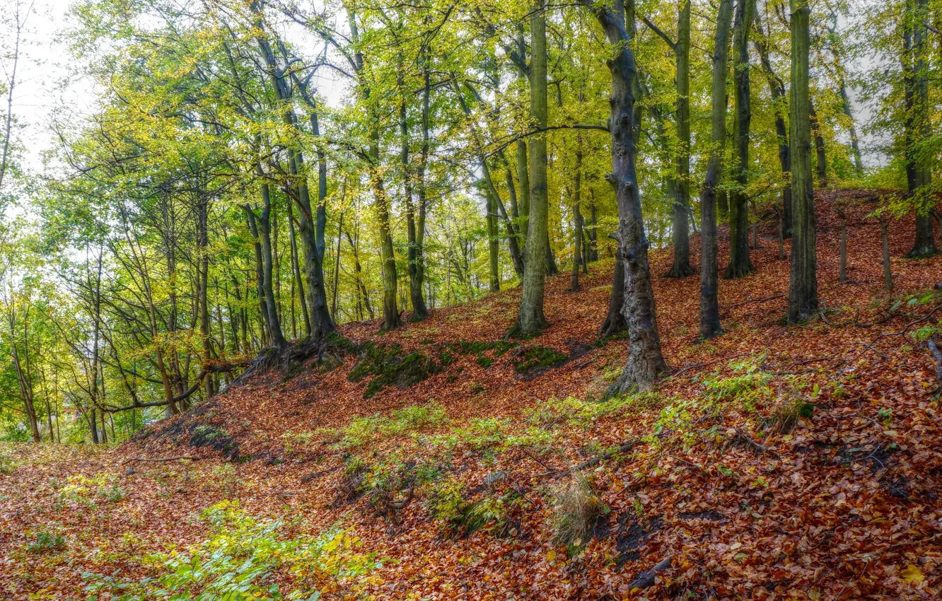 Photo wallpaper forest, autumn, tree