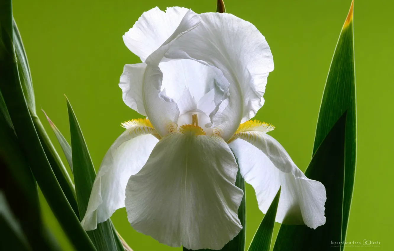 Photo wallpaper macro, spring, iris