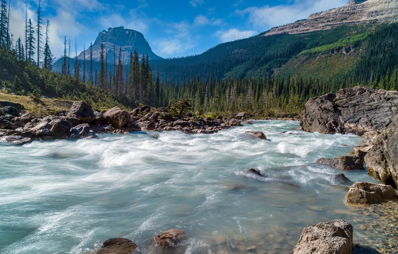 Photo wallpaper forest, river, stones, Canada, British Columbia, parks, Yoho National Park