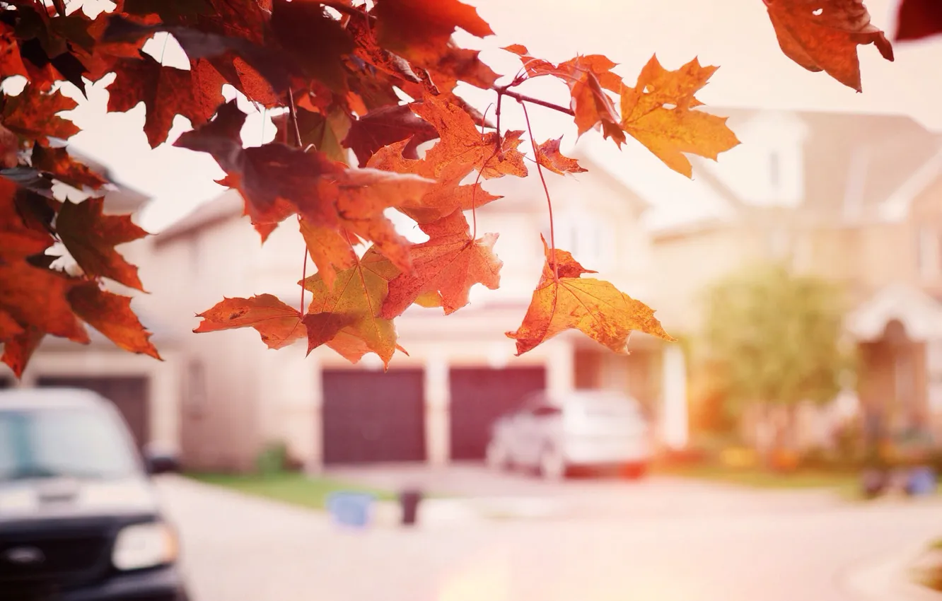 Photo wallpaper autumn, leaves, tree, street, maple