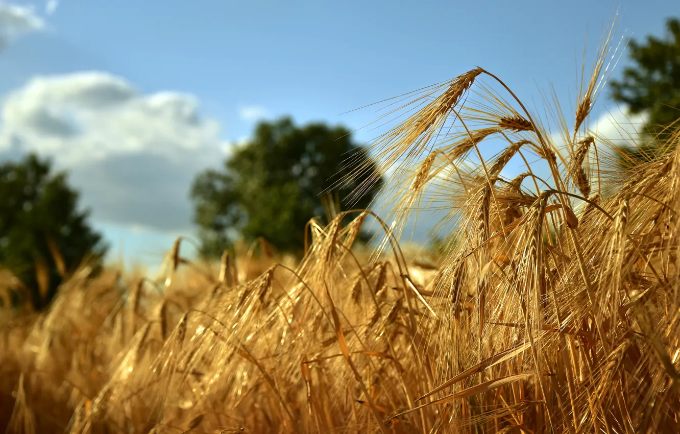 Photo wallpaper field, summer, the sky, clouds, light, trees, yellow, nature