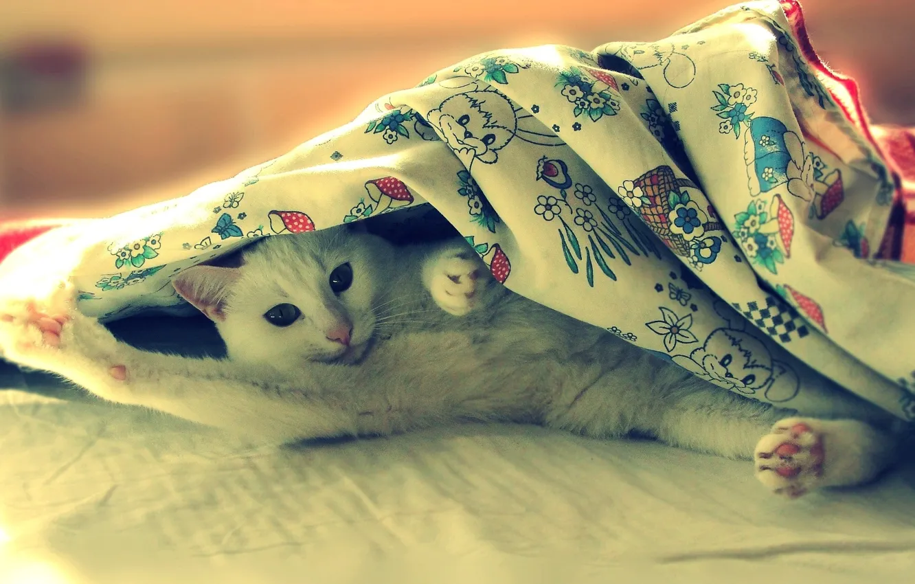 Photo wallpaper eyes, look, white, bed, Cat, lies, the trick, have adiala