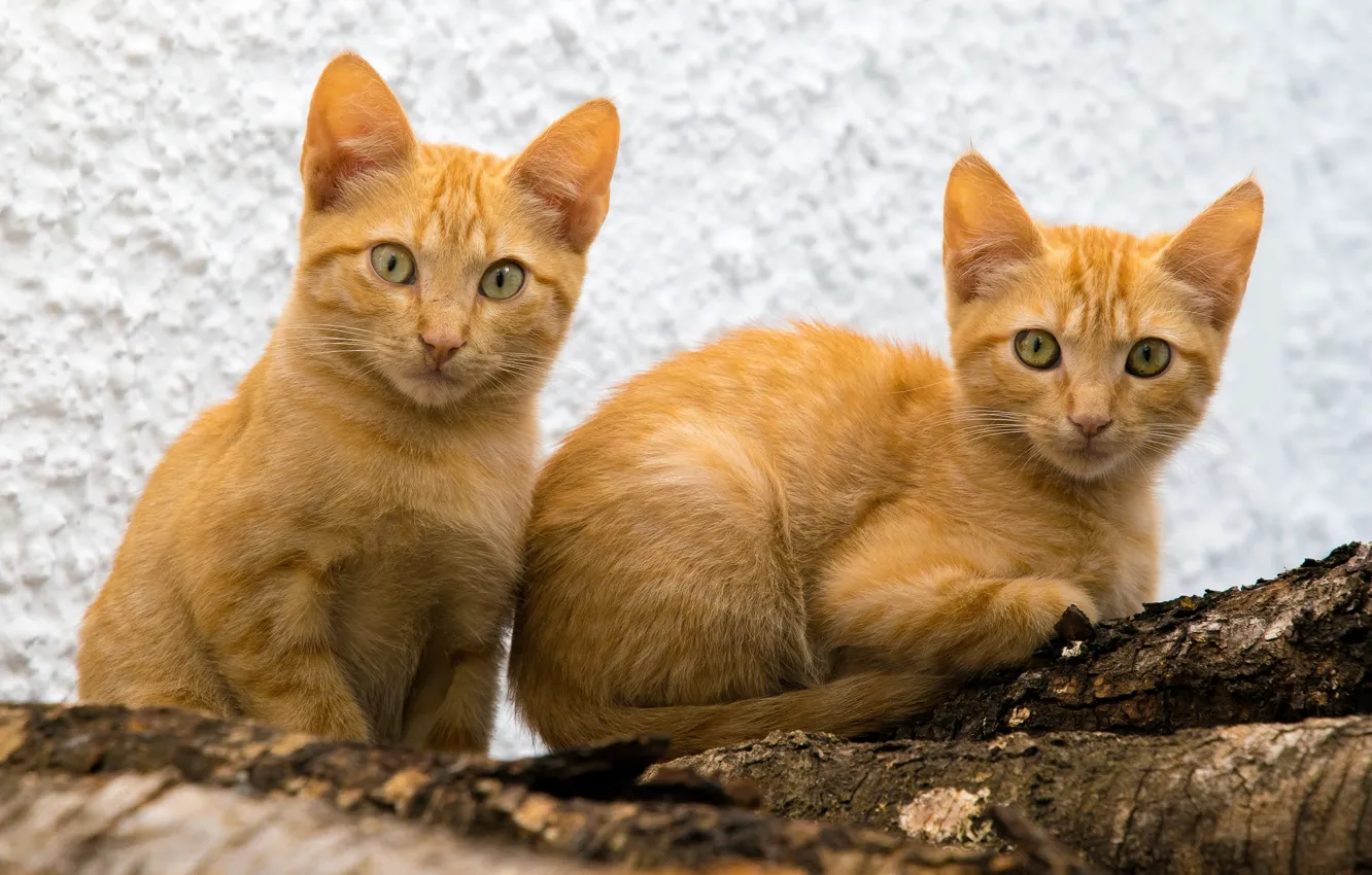Photo wallpaper cat, look, pose, wall, red, log, kitty, face