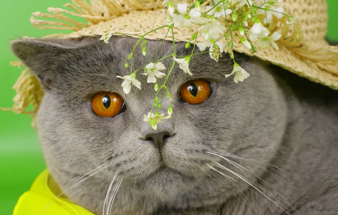 Photo wallpaper cat, eyes, cat, face, flowers, grey, hat, yellow
