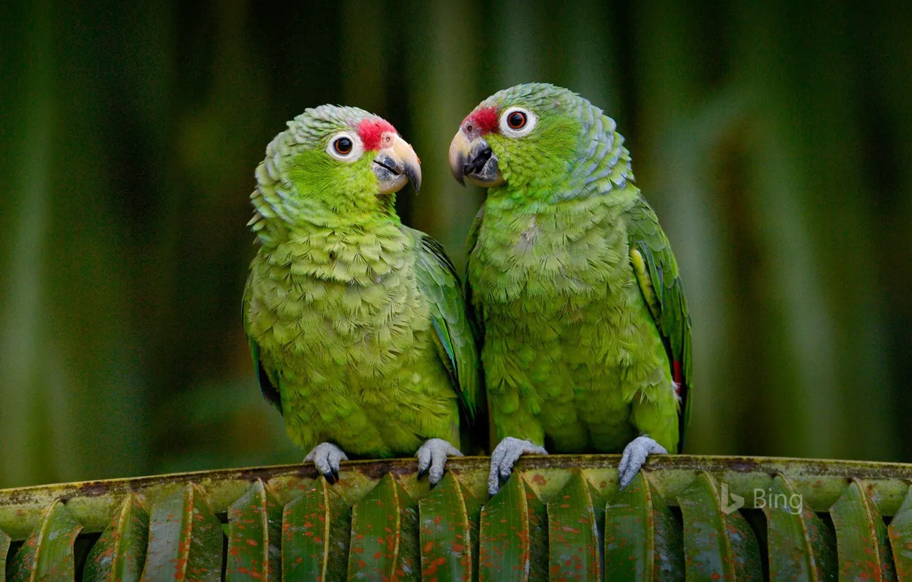 Photo wallpaper birds, parrot, Ecuador, krasnolesy Amazon