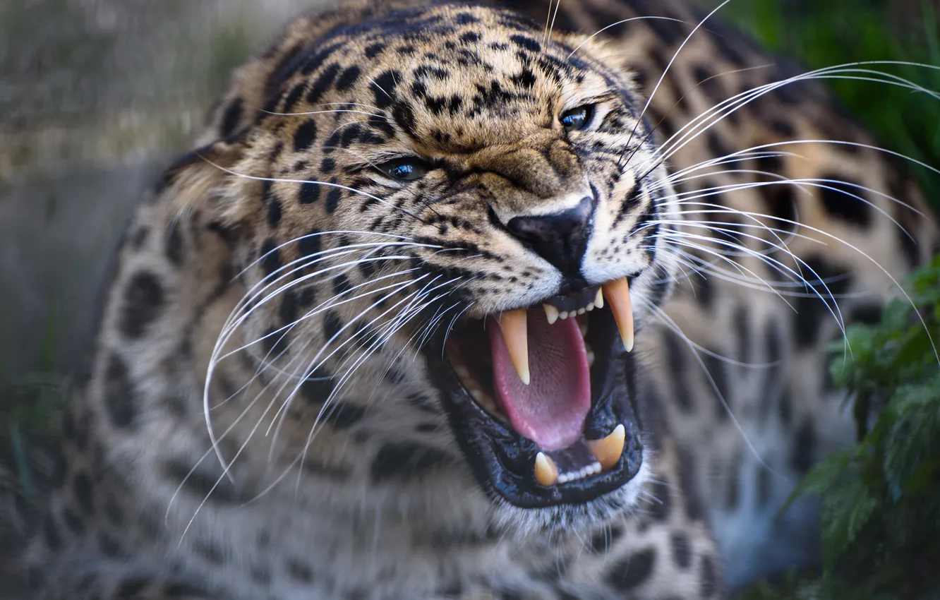 Photo wallpaper face, predator, leopard, fangs, grin, wild cat