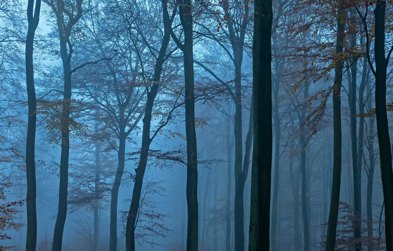 Photo wallpaper forest, trees, fog, blue, the evening