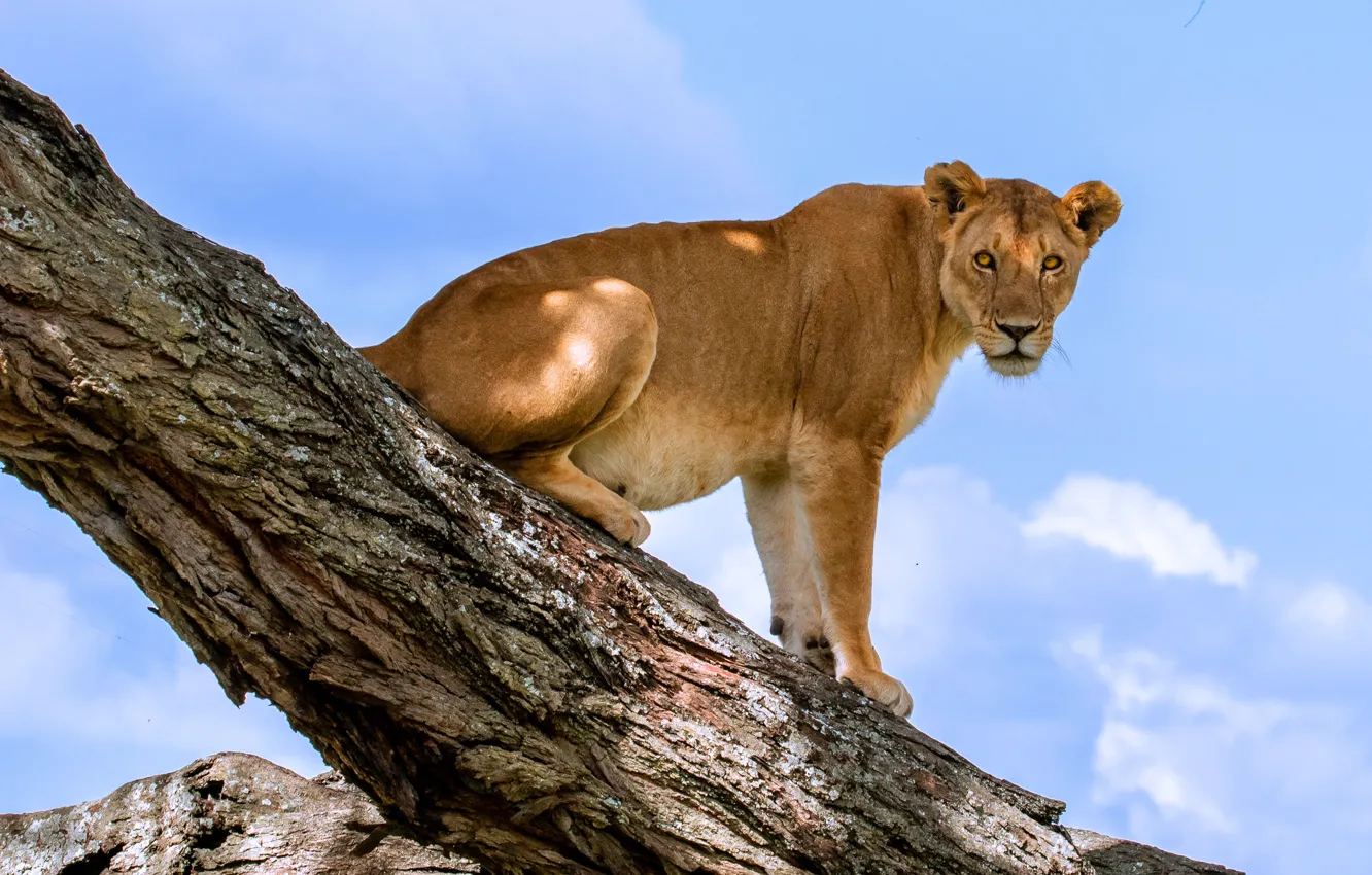 Photo wallpaper the sky, trees, pose, sitting, lioness