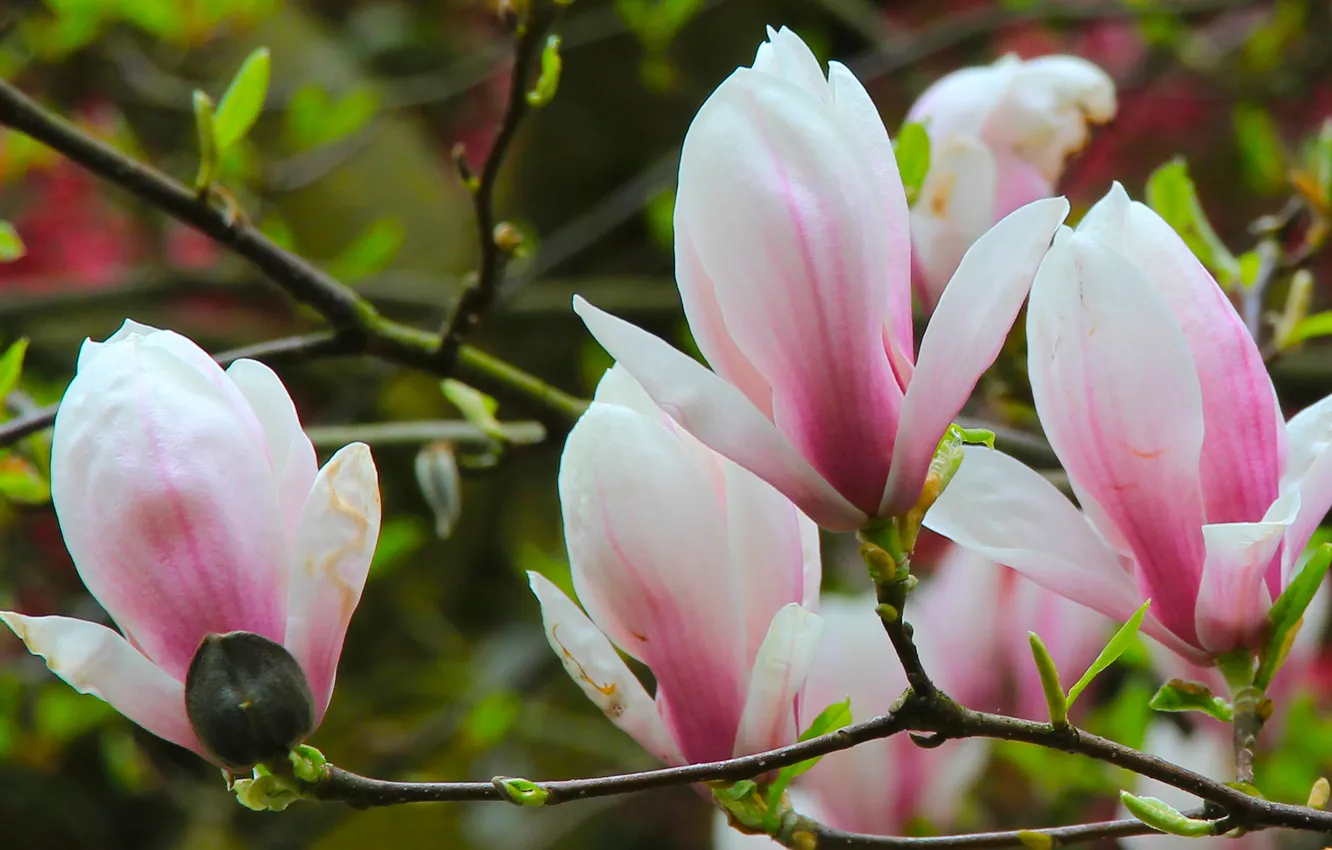 Photo wallpaper flower, spring, magnolia, twig