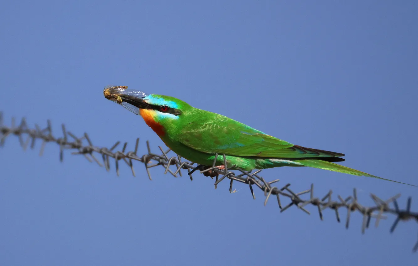 Photo wallpaper close-up, bird, branch, mining, Magov Marat, The green squint